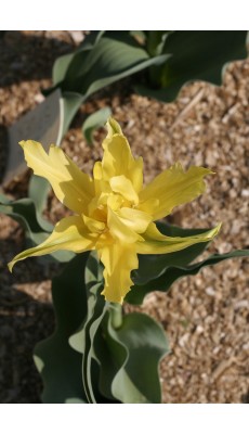 YELLOW SPIDER